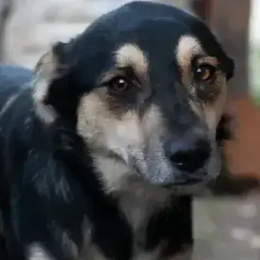 Kovu