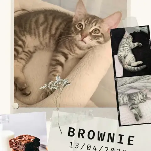 Brownie photo 3