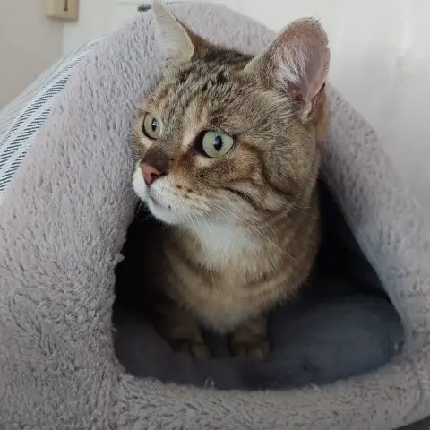Coco