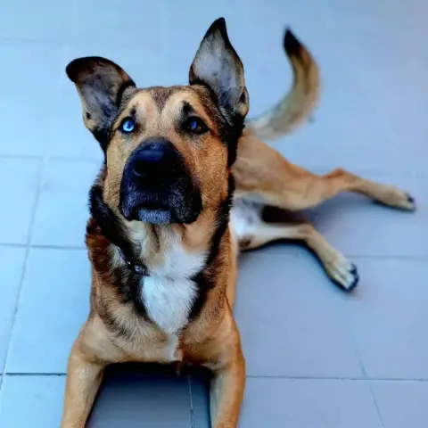 Saïko photo 3