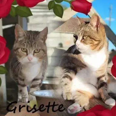 Grisette