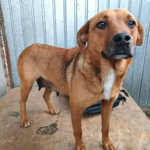 Sépia