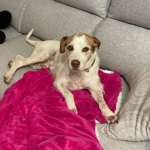 Enzo photo 3