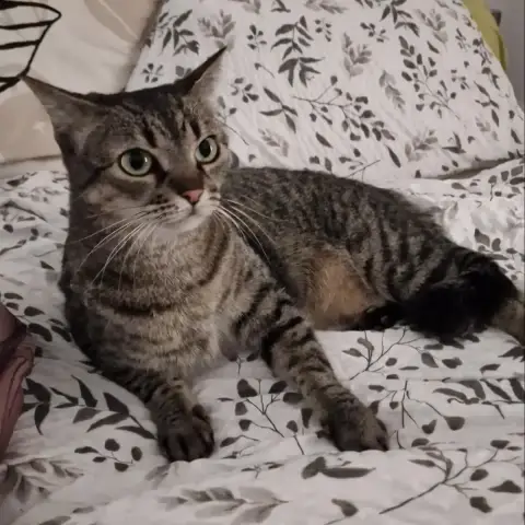 Pepette