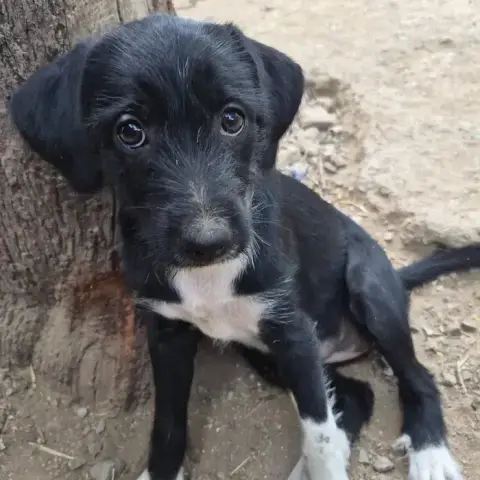 Phoebe
