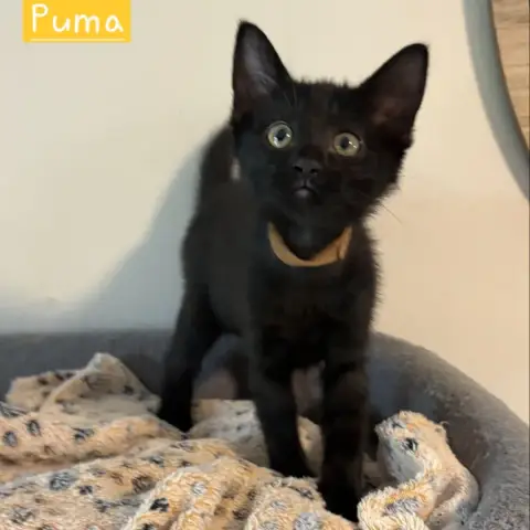 Puma photo 2
