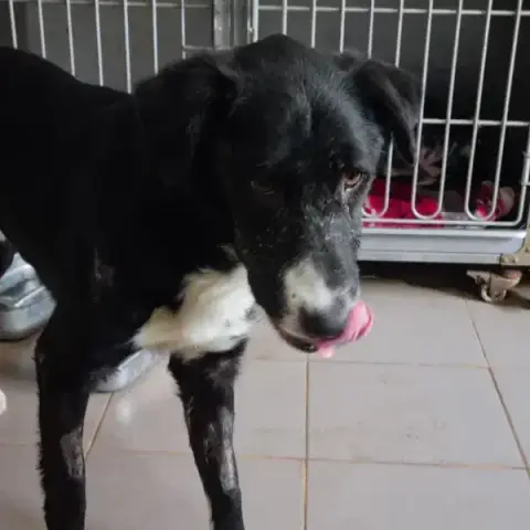 Zorro photo 3