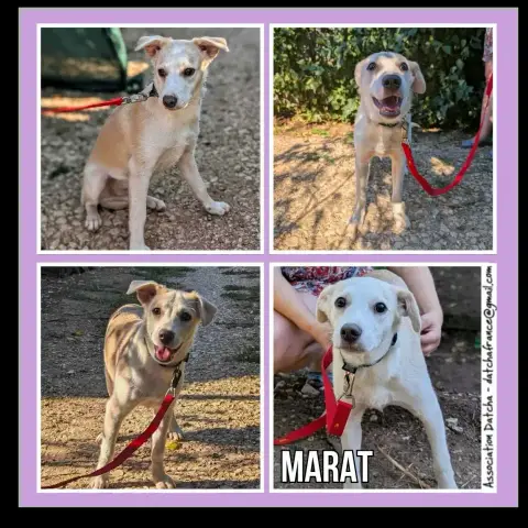 Marat