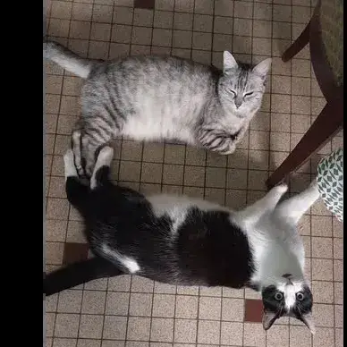 Api Et Aëlita