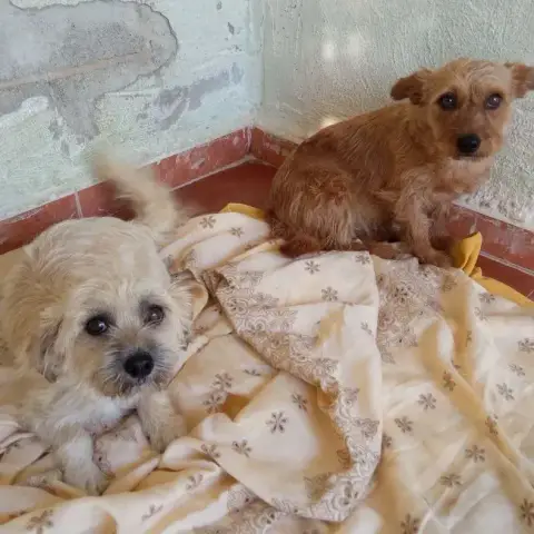 Pimienta photo 2