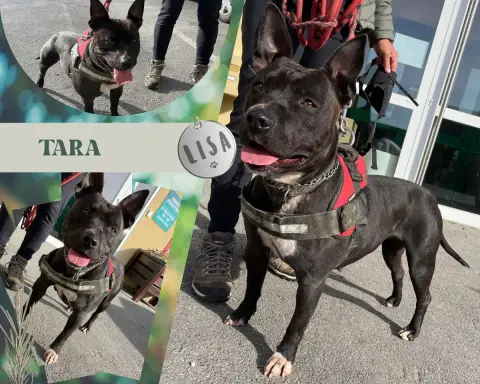 Tara