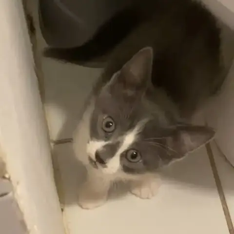 Monsieur Bleu