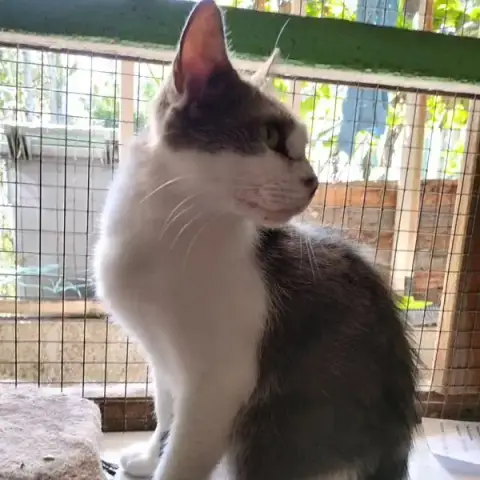 Kira