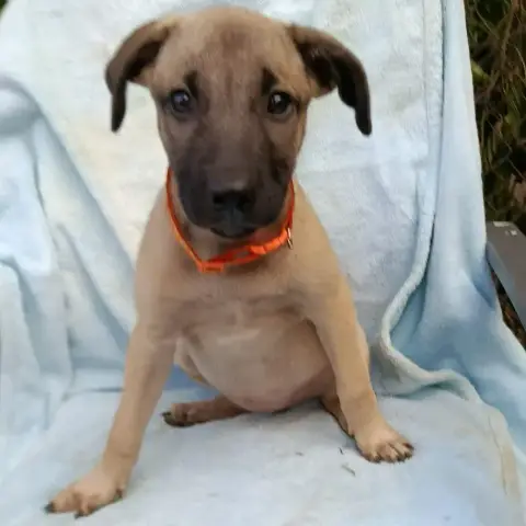 Sierra photo 2