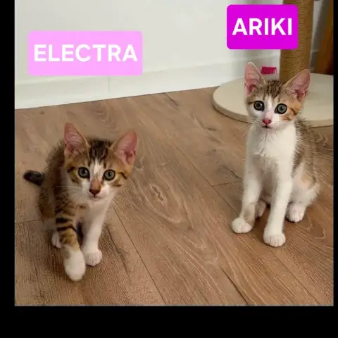 Electra Et Ariki