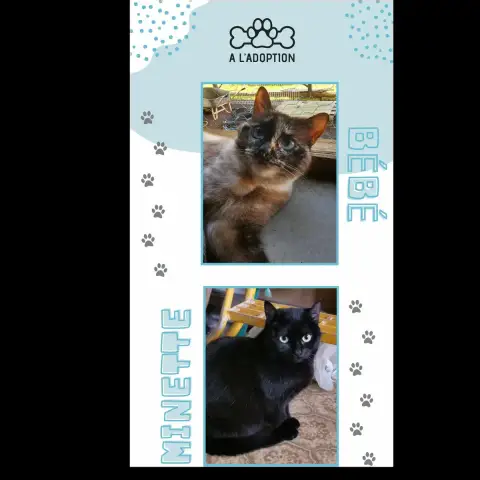 Bébé & Minette