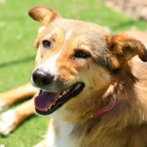 Stella