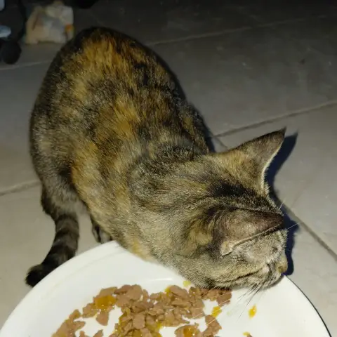 Kiwi Jeune Chatte photo 2