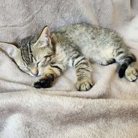 Kimi photo 3