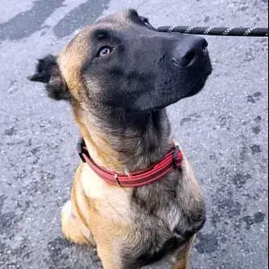 Simba