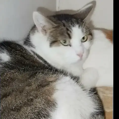 Greedy