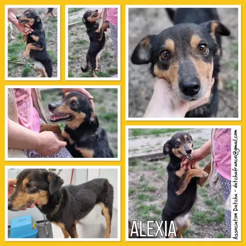 Alexia