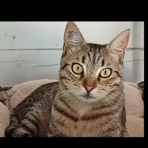 Patoune