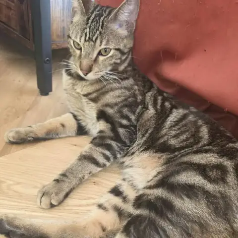 Floki
