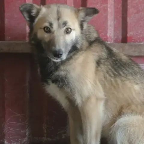 Wolfie