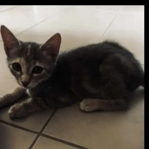 Neko