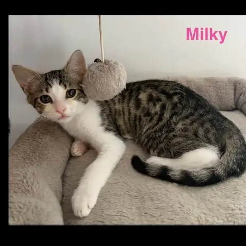 Milky
