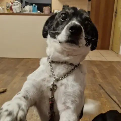 Buddy photo 2