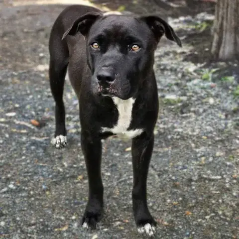 Saphira Chienne