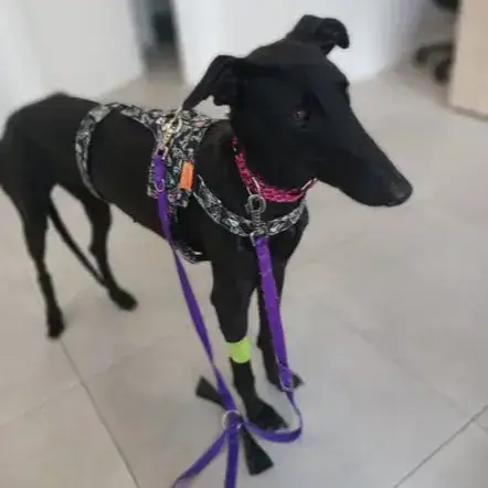 Pippa photo 2