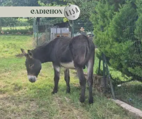 Cadichon