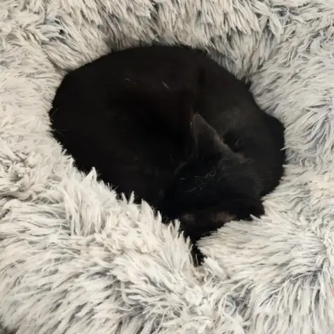 Kovu photo 3