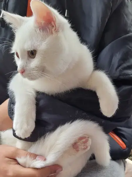 Gismo