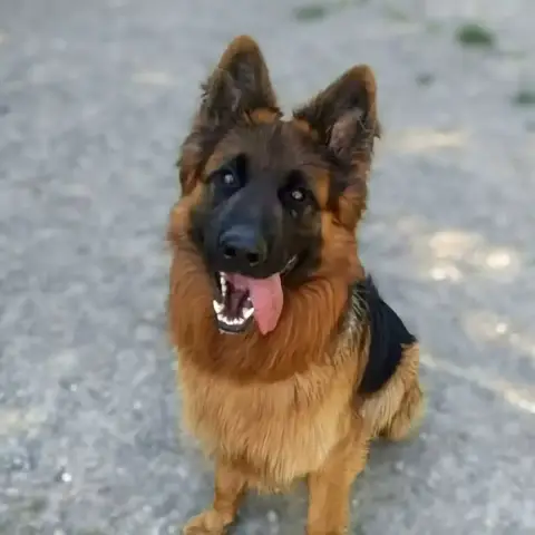 Mika