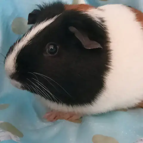 Muffin