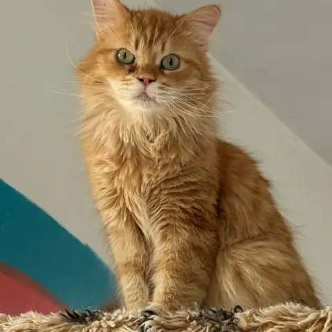 Ludo