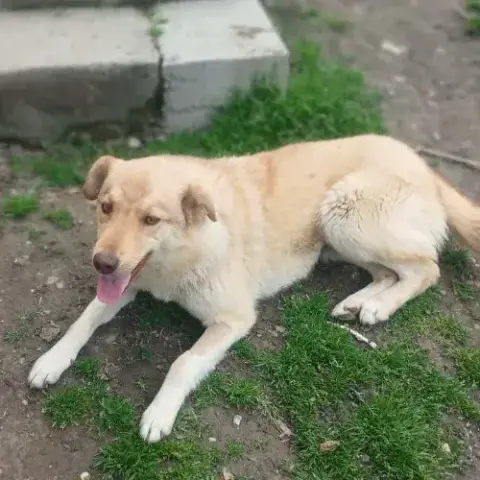 Blonda