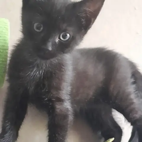 Onyx photo 2