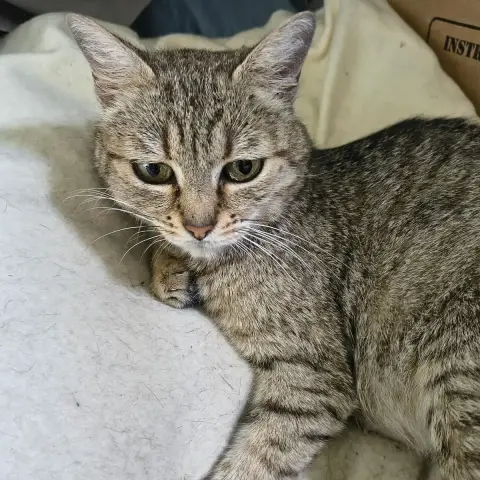 Pyla