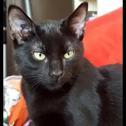 Mannix photo 2