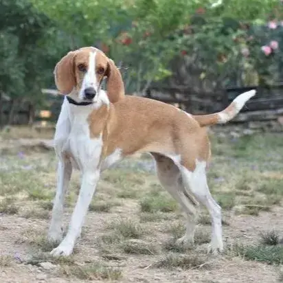 Penny photo 2