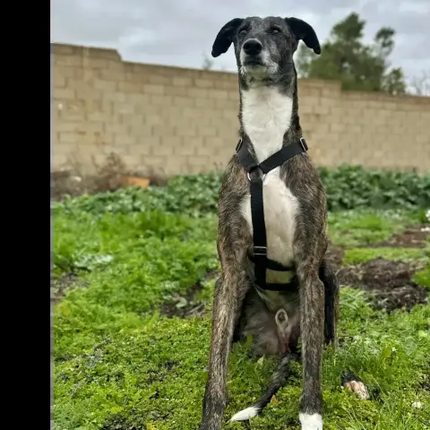 Roméo