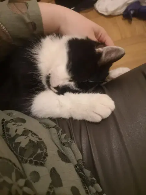 Felix photo 2
