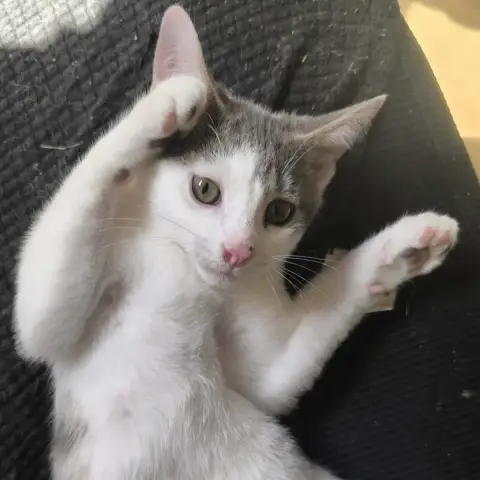 Tofu photo 2