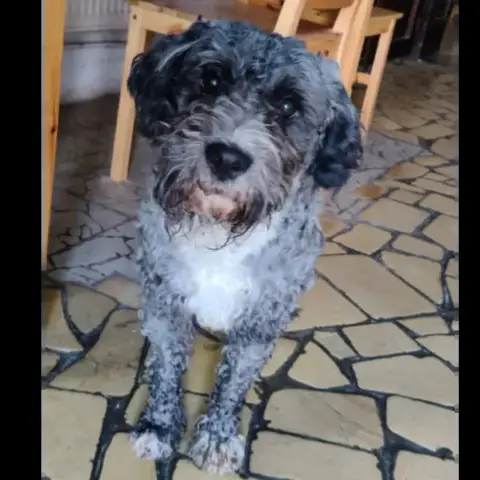 Bobi photo 2
