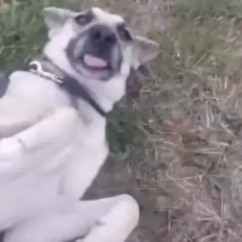 Bruno
